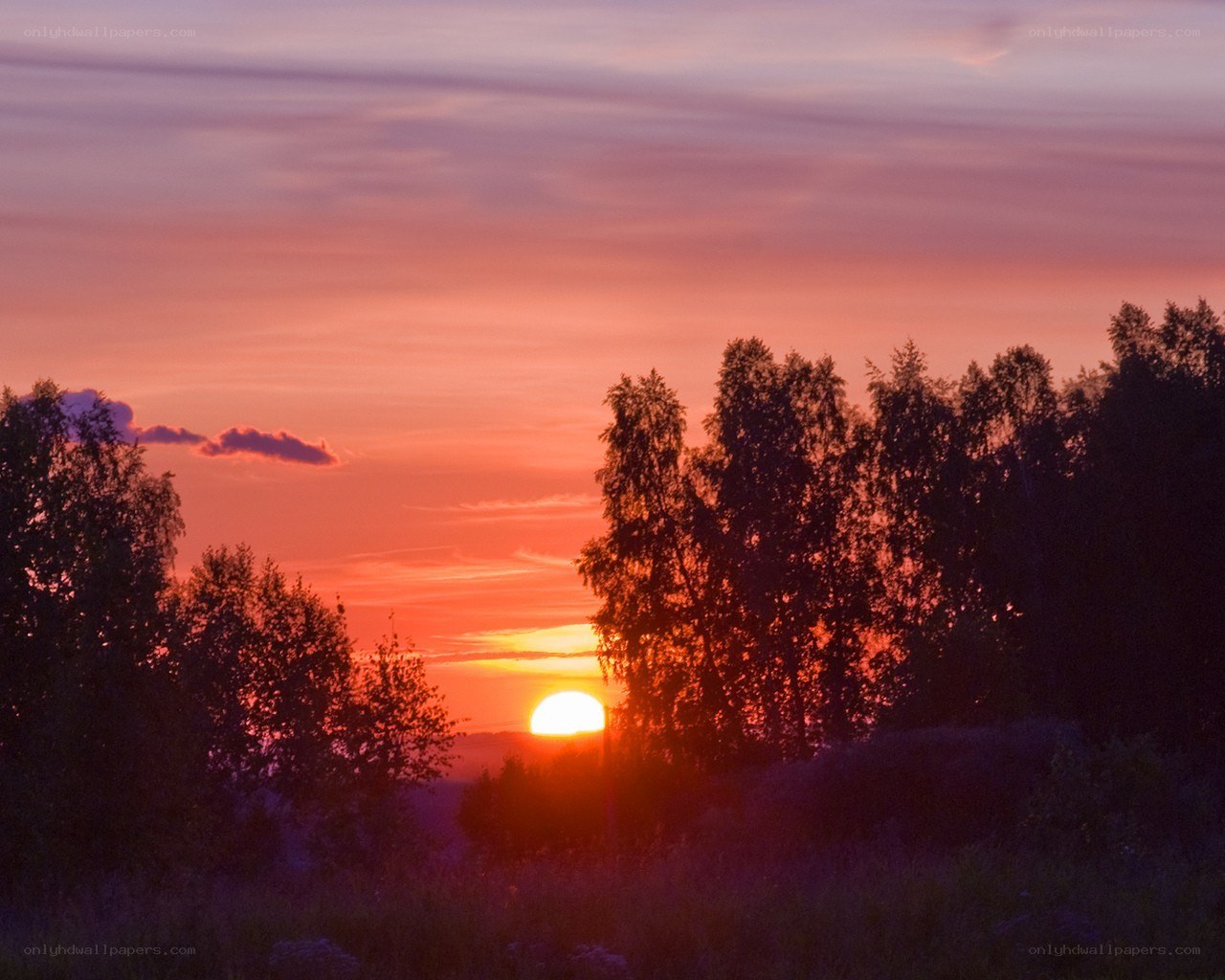 Sunset over forest silhouette