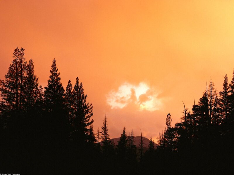 Sunset over forest silhouette
