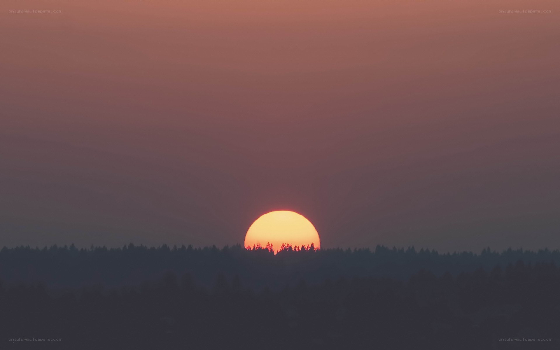 Sunset over forest silhouette