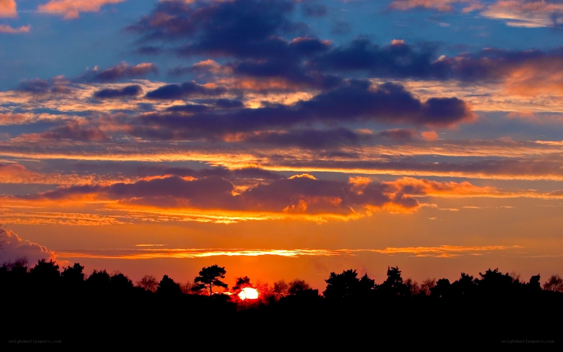 Sunset over forest silhouette