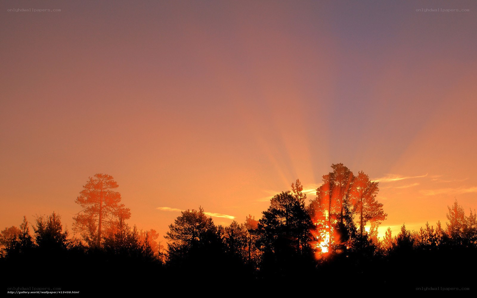 Sunset over forest silhouette