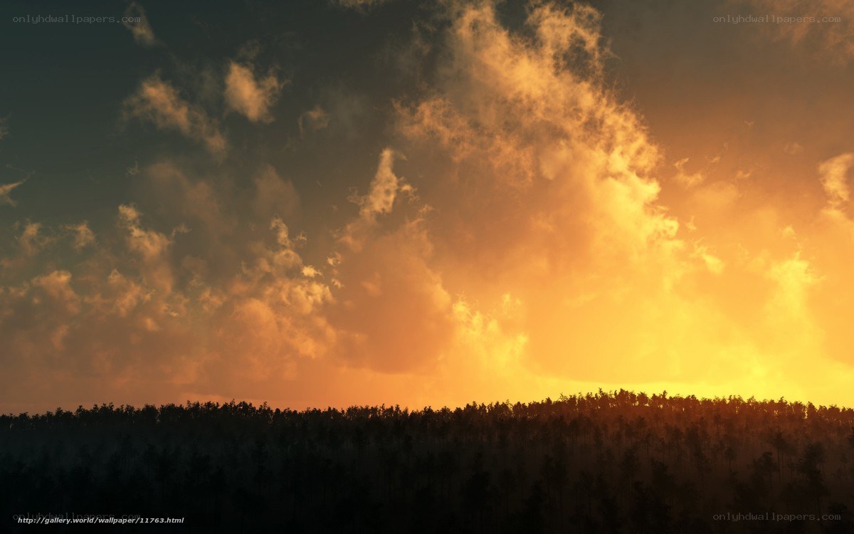 Sunset over forest silhouette