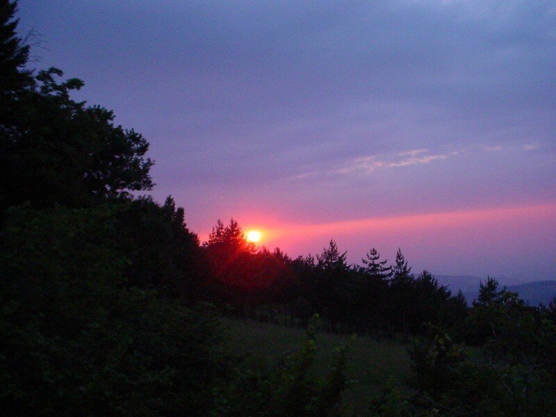 Sunset over Forest