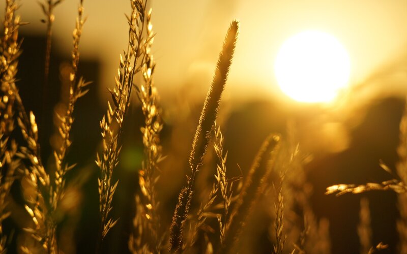 Sunset over golden grass