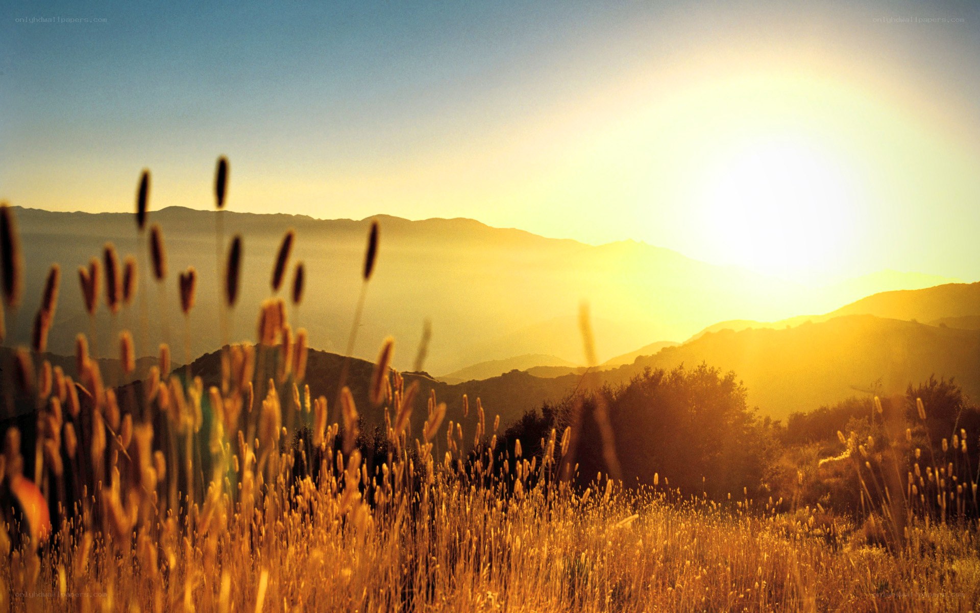 Sunset over golden hills