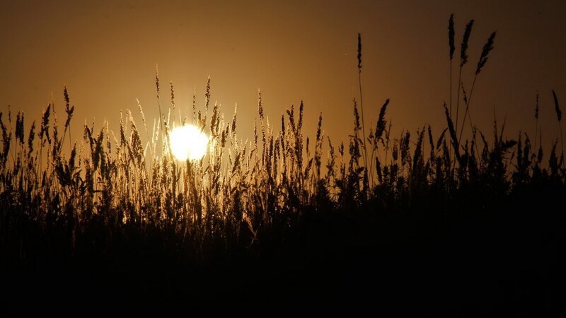 Sunset over grass field