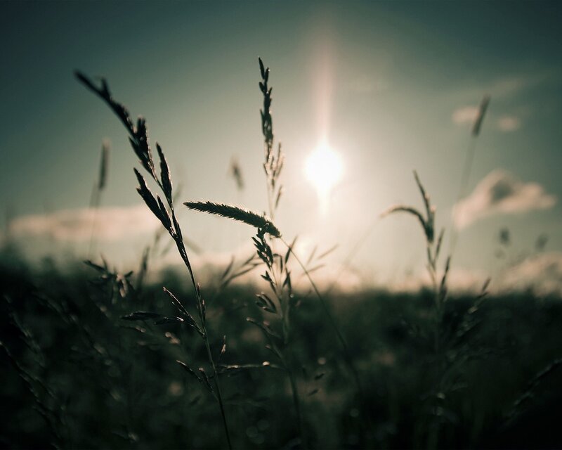 Sunset over grass field