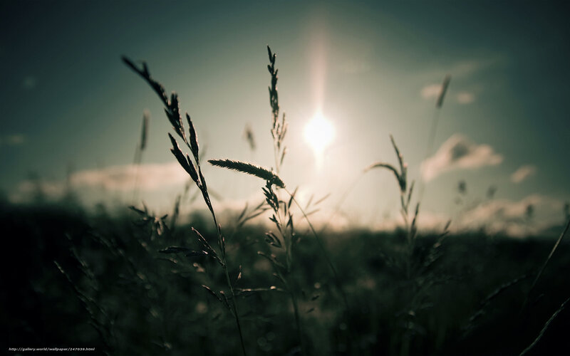 Sunset over grass field