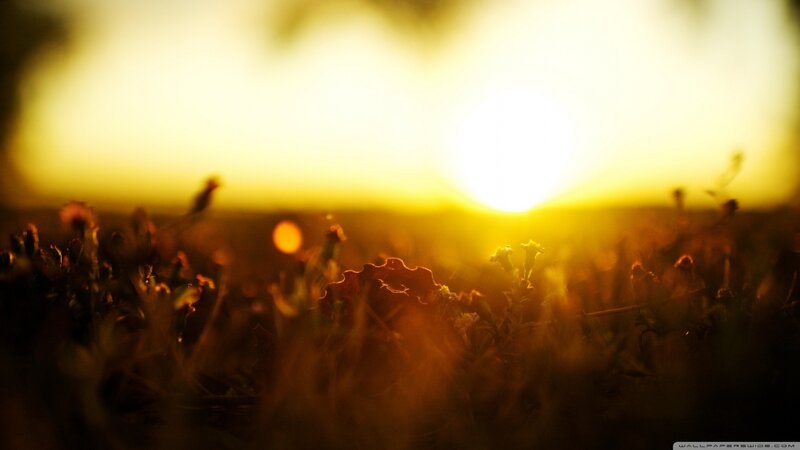 Sunset over Grass Field — Yellow