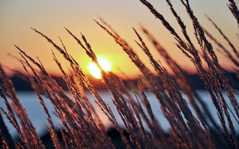 Sunset over Grass — Orange, Serene, Photograph, Sun