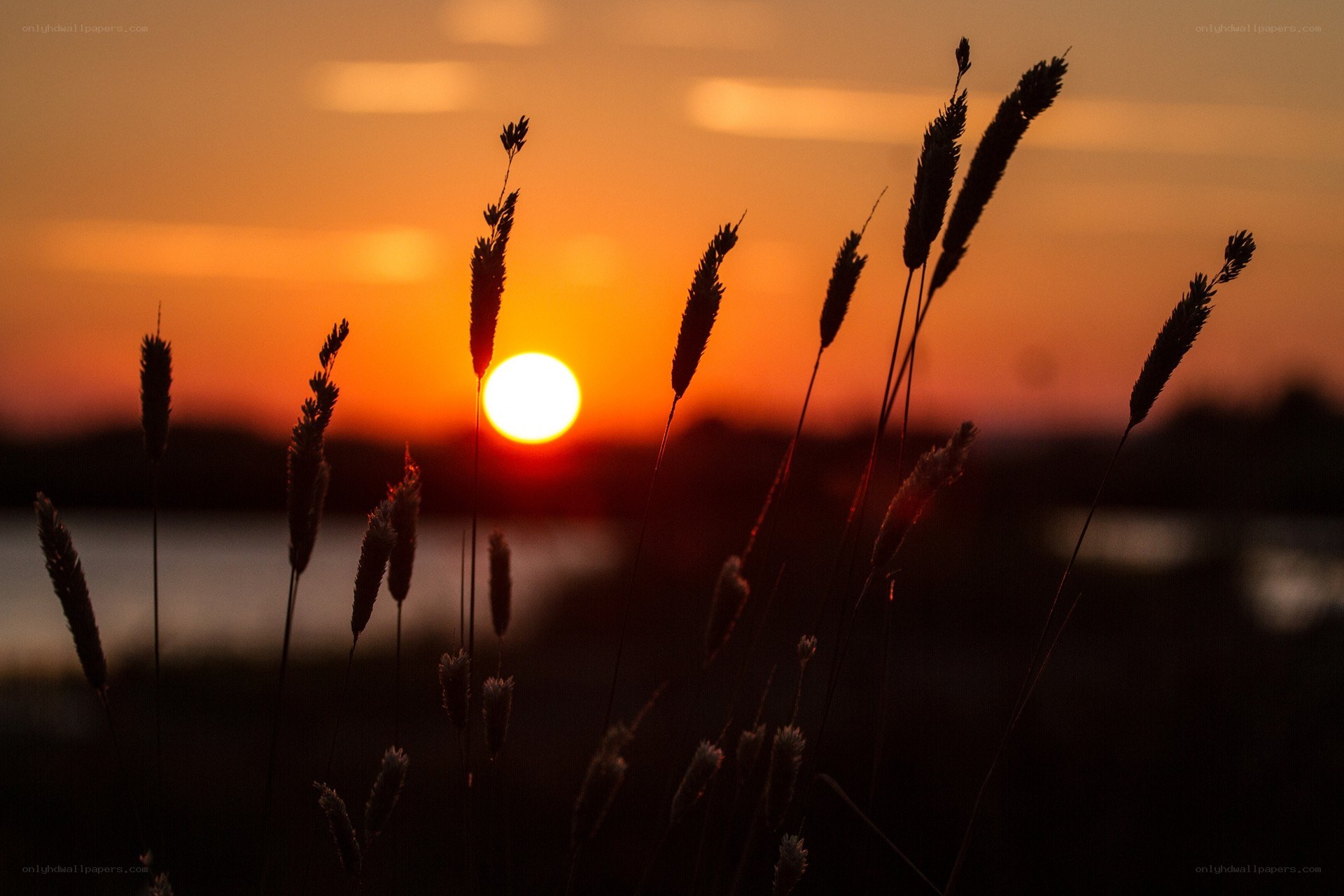 Sunset over grass silhouette