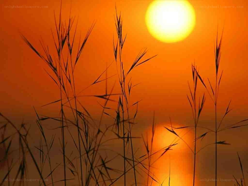 Sunset over grass silhouette