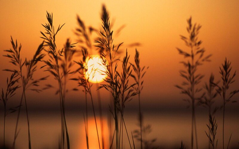 Sunset over grass silhouette