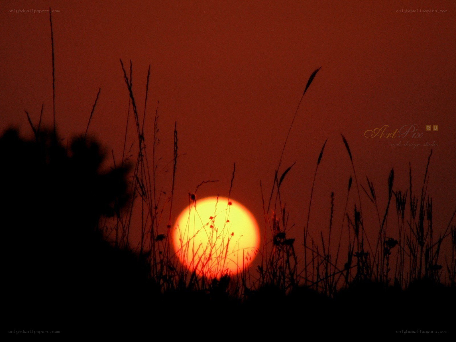 Sunset over grass silhouette