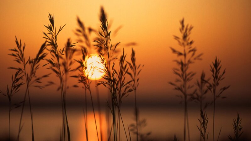 Sunset over grass silhouette