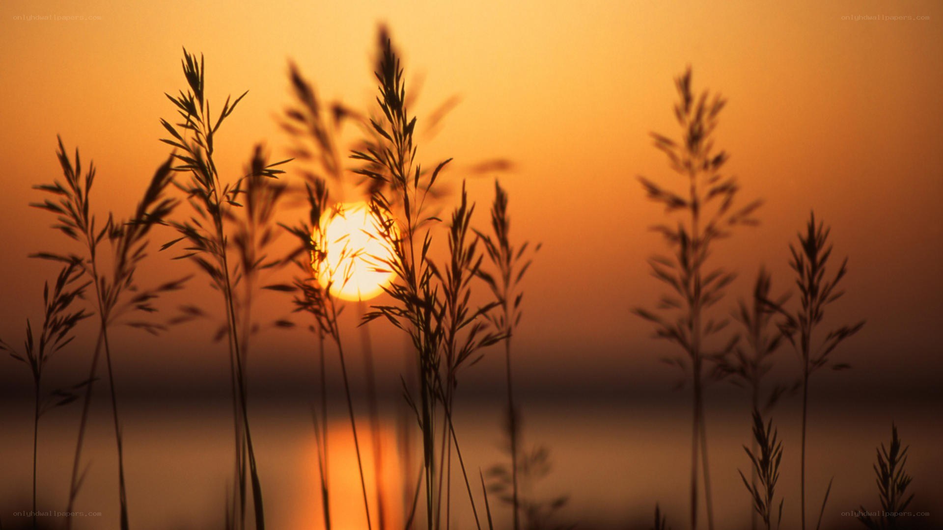 Sunset over grass silhouette