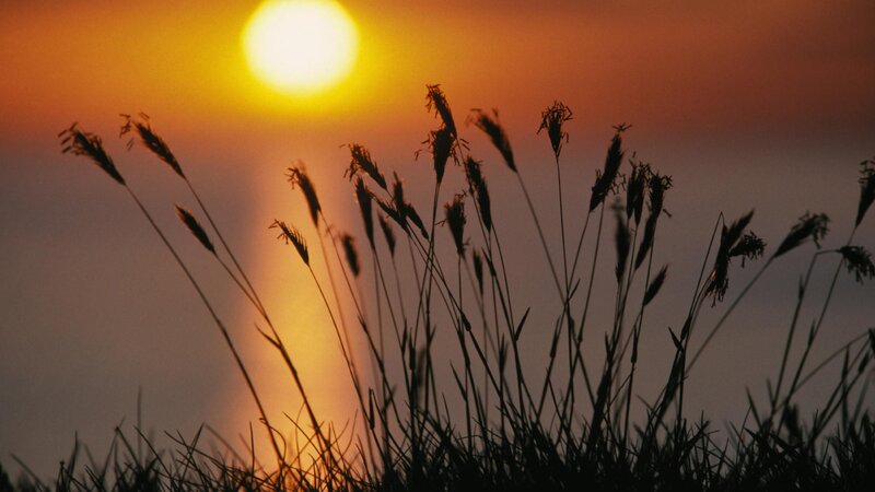 Sunset over grass silhouette