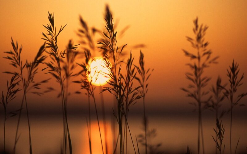 Sunset over grass silhouette