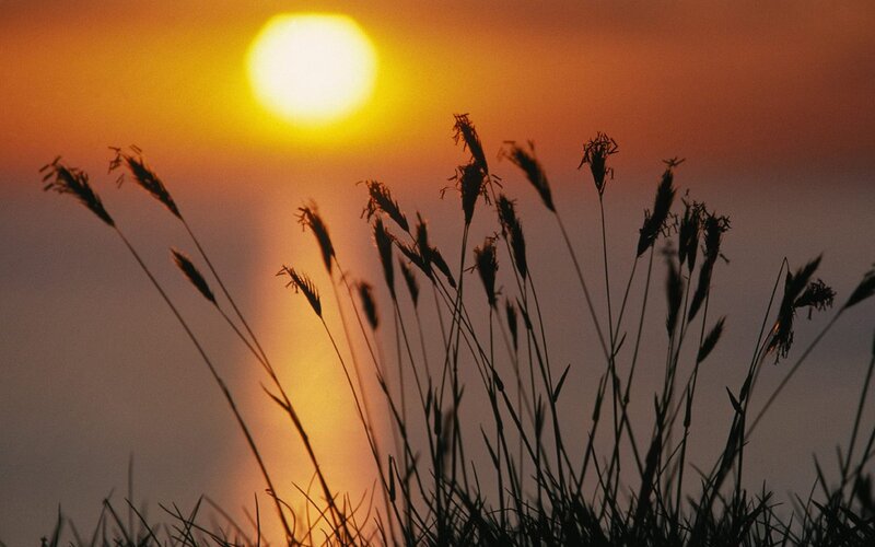 Sunset over grass silhouettes