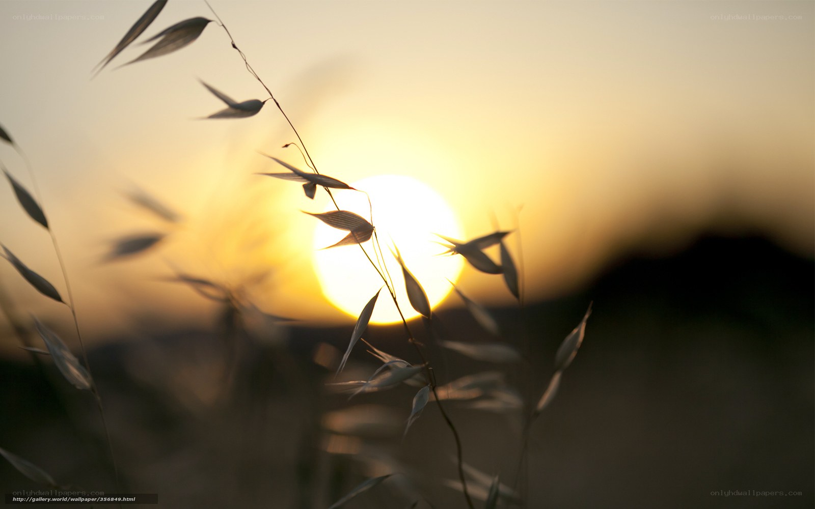 Sunset over grasses