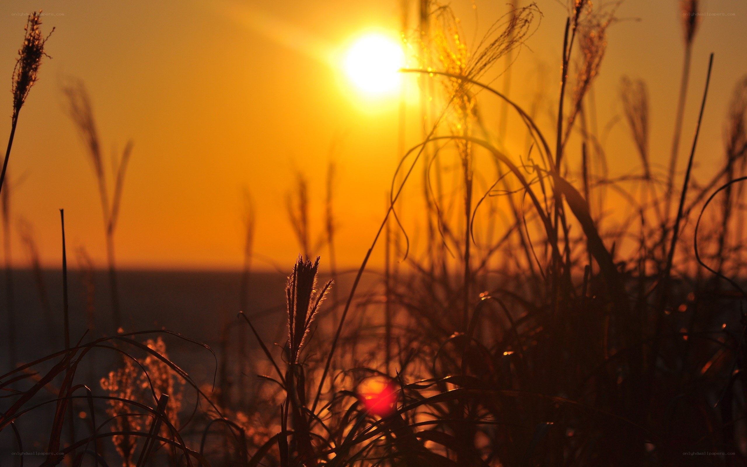 Sunset over grasses