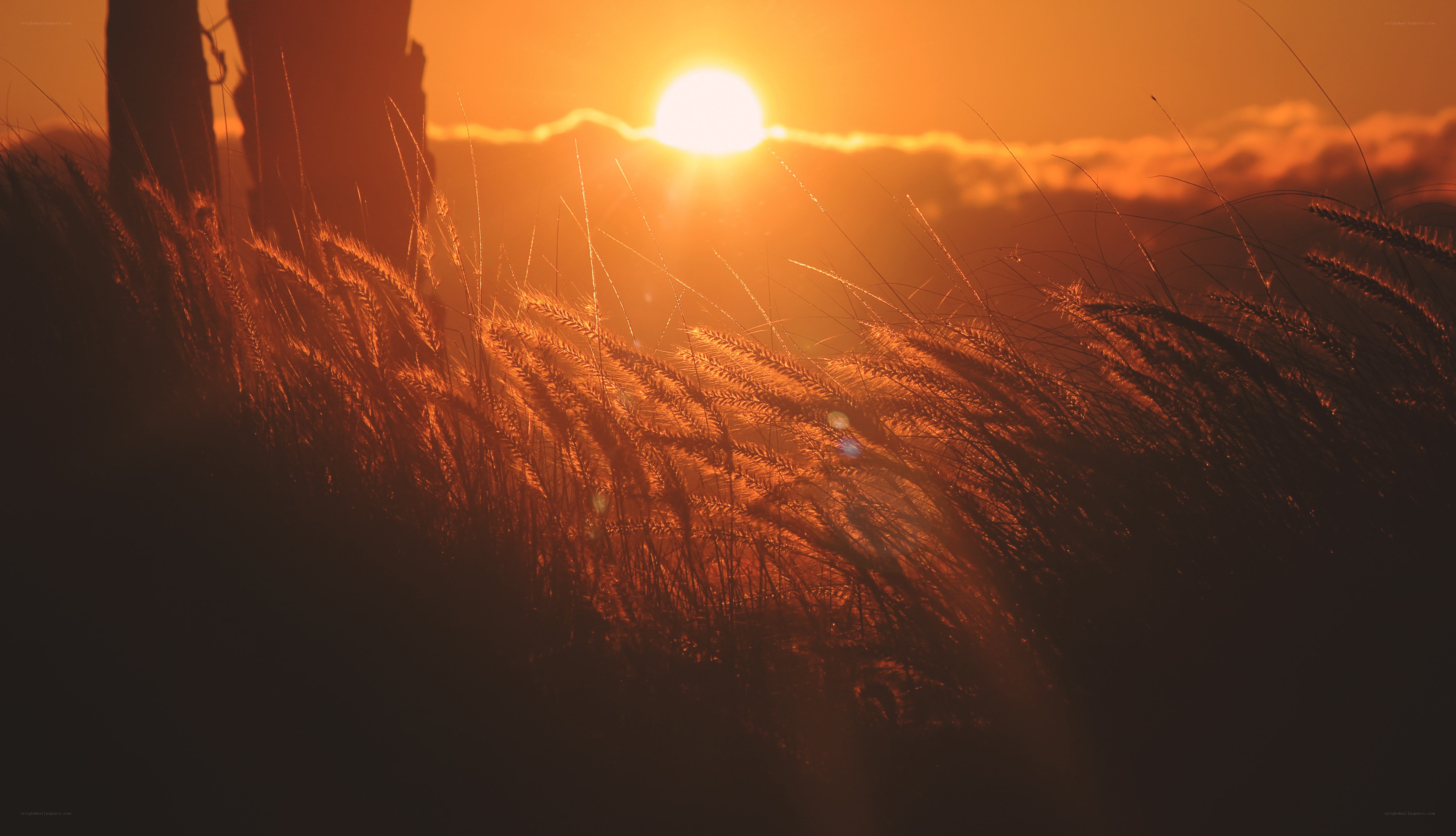 Sunset over grassy field
