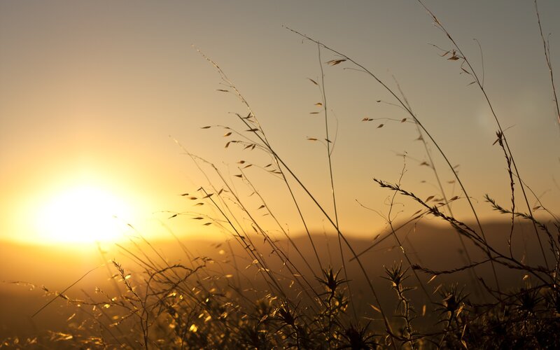 Sunset over grassy field