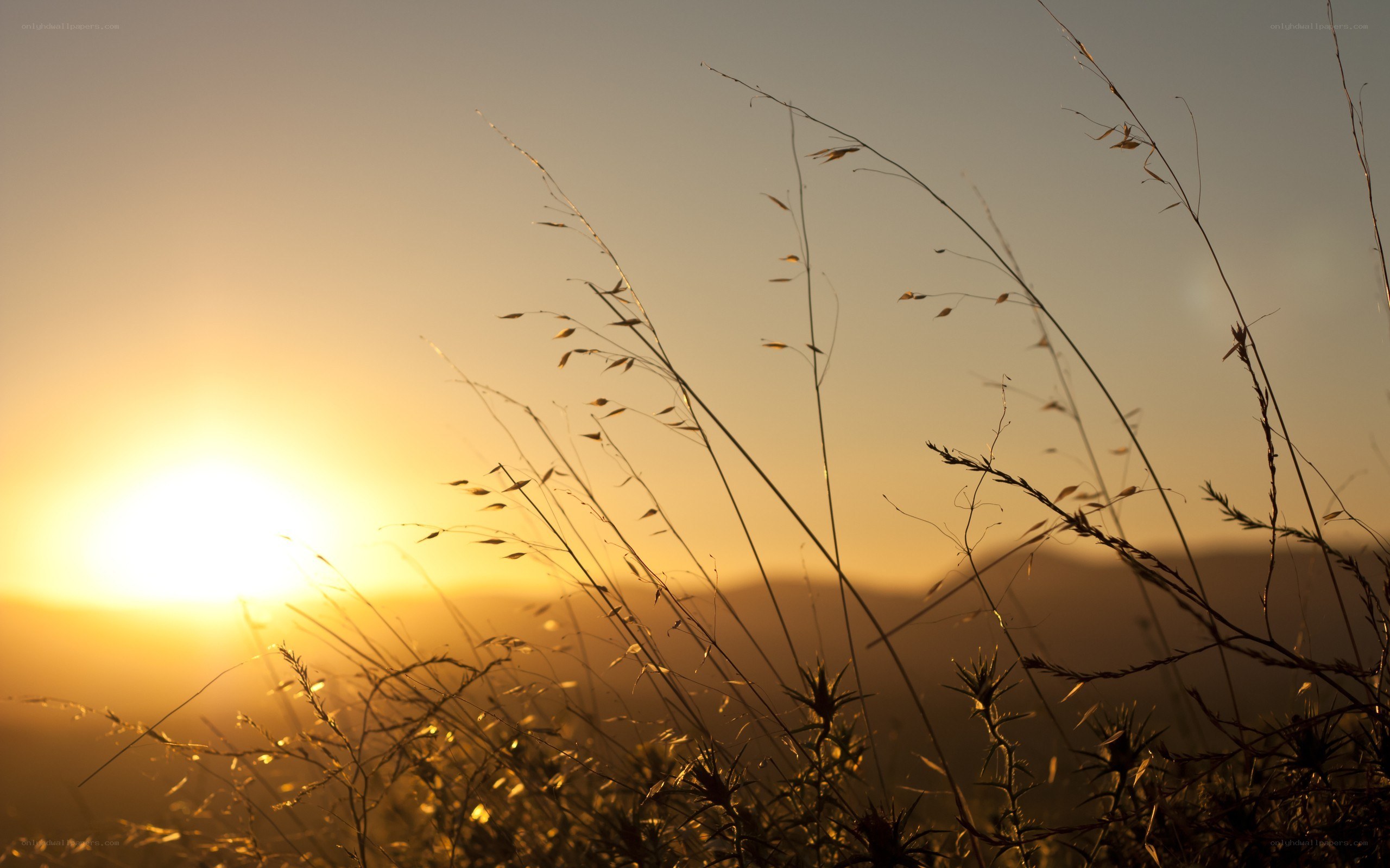 Sunset over grassy field