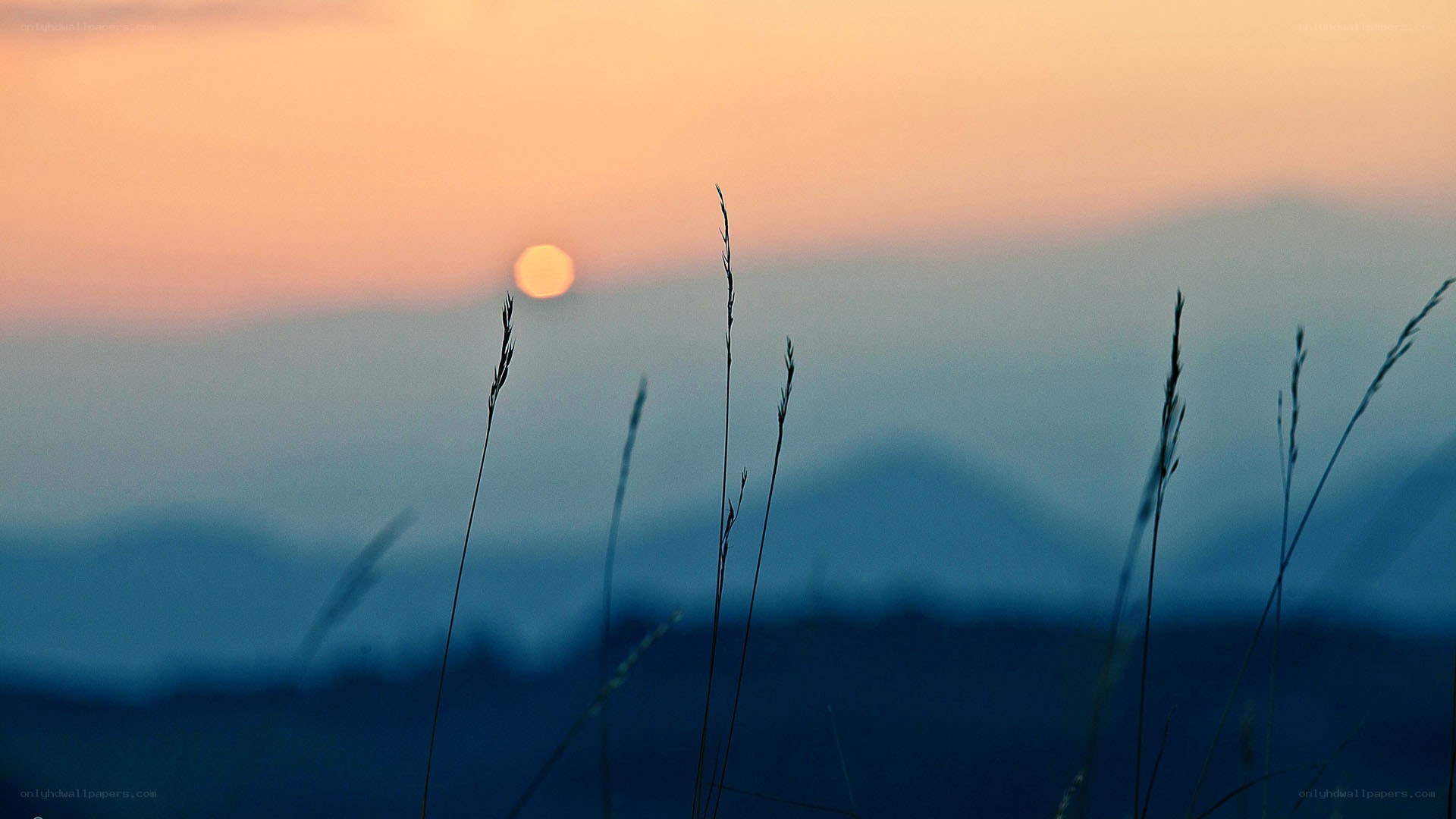 Sunset over grassy field
