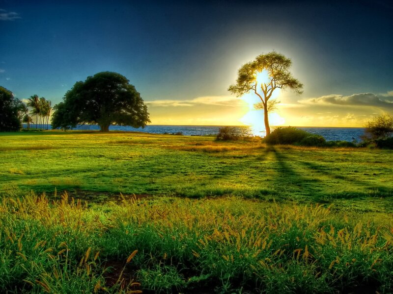 Sunset over Grassy Field — Green, Serene, Photograph