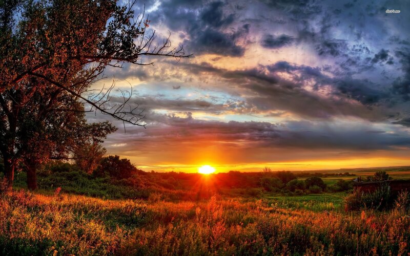 Sunset over Grassy Field — Orange, Dramatic, Photograph, Tree