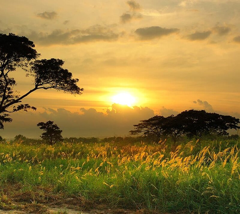 Sunset over Grassy Field — Yellow