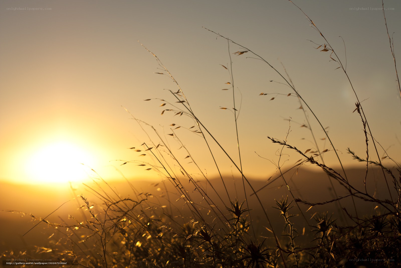 Sunset over grassy field