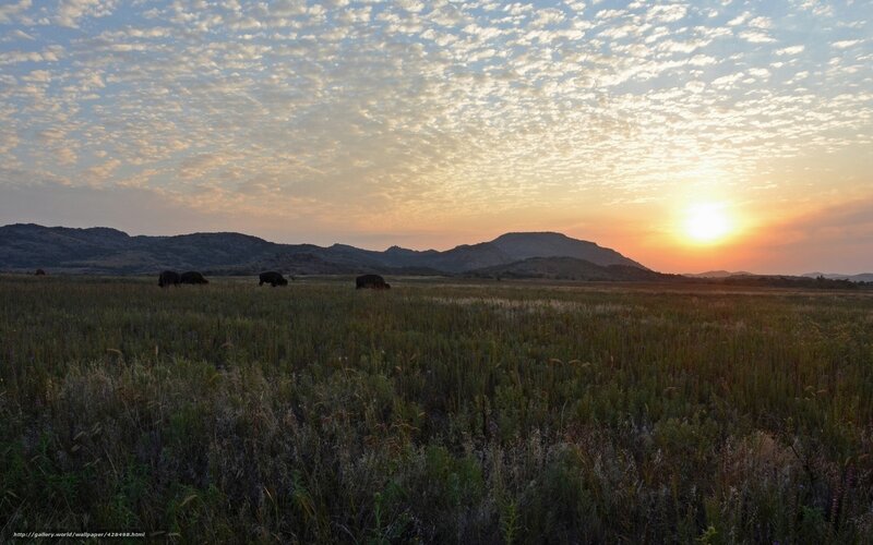 Sunset over grazing bison