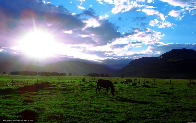 Sunset over grazing horses