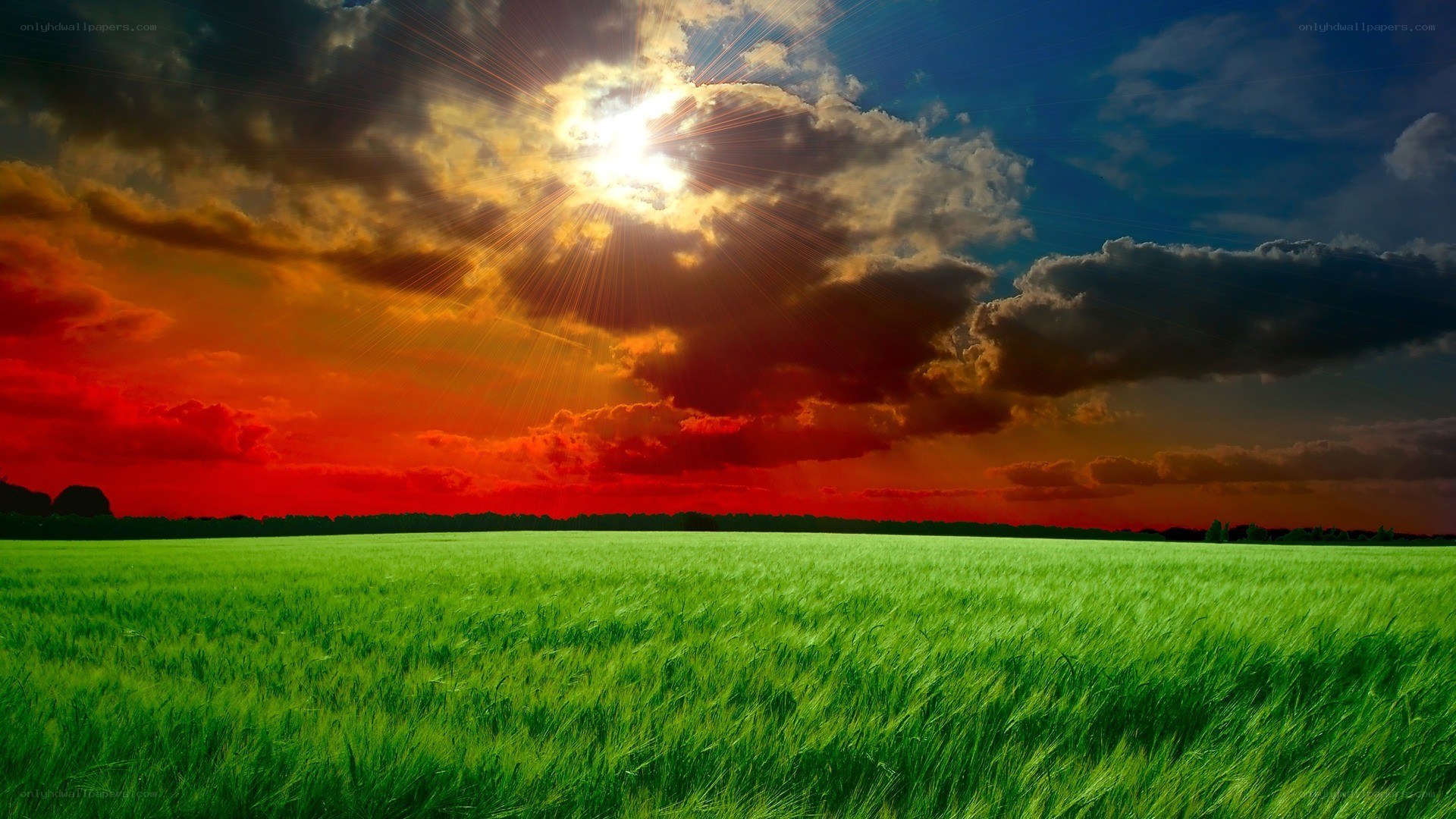 Sunset over green field
