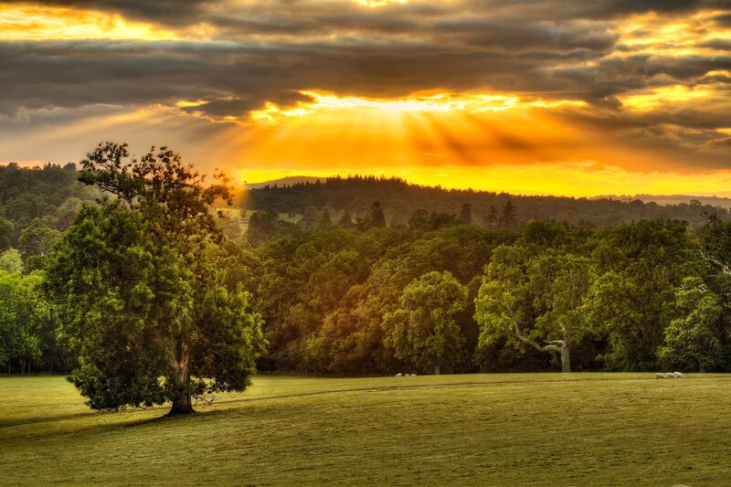 Sunset over Green Field — Dramatic, Photograph, Trees, Sheep