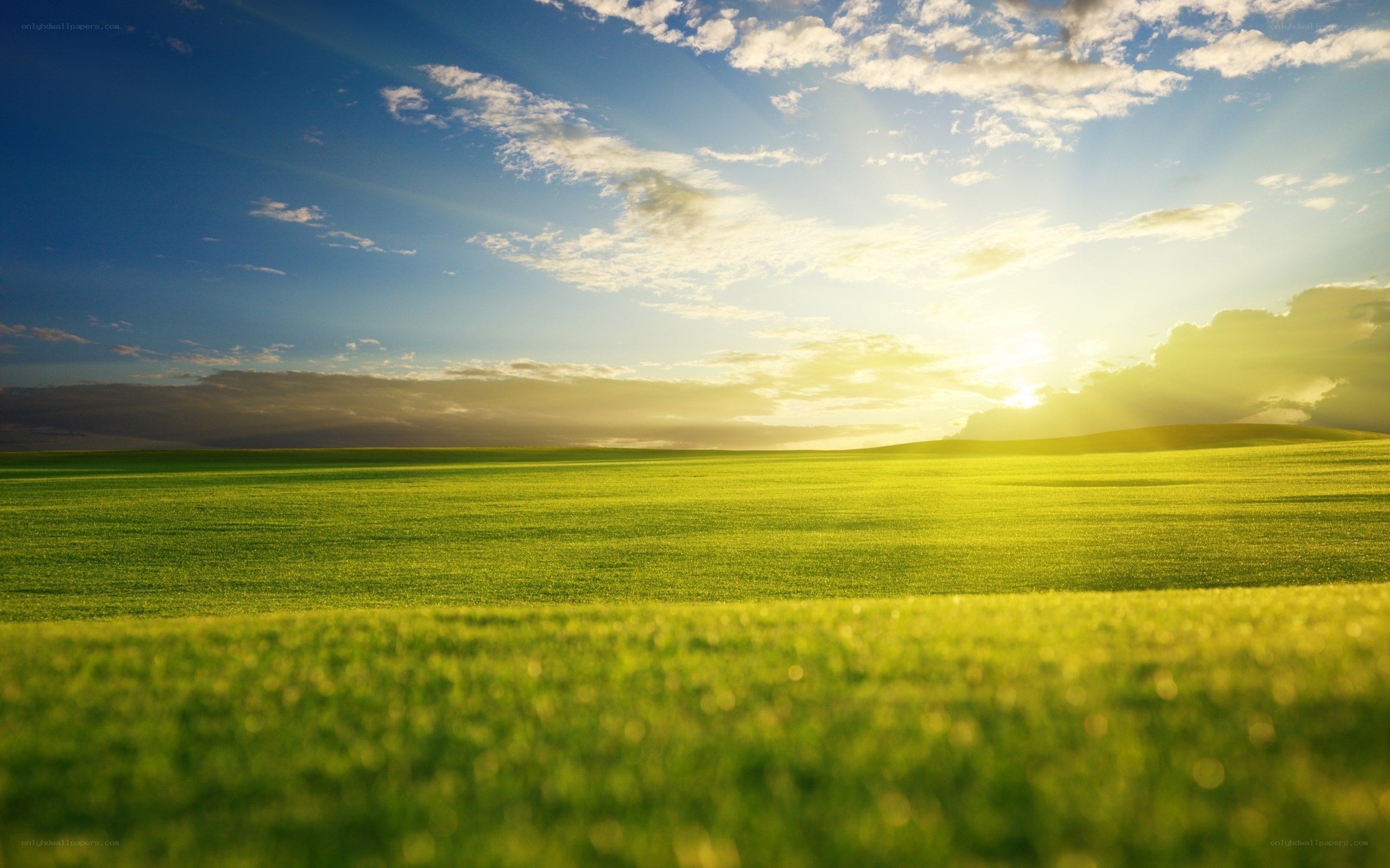 Sunset over green field