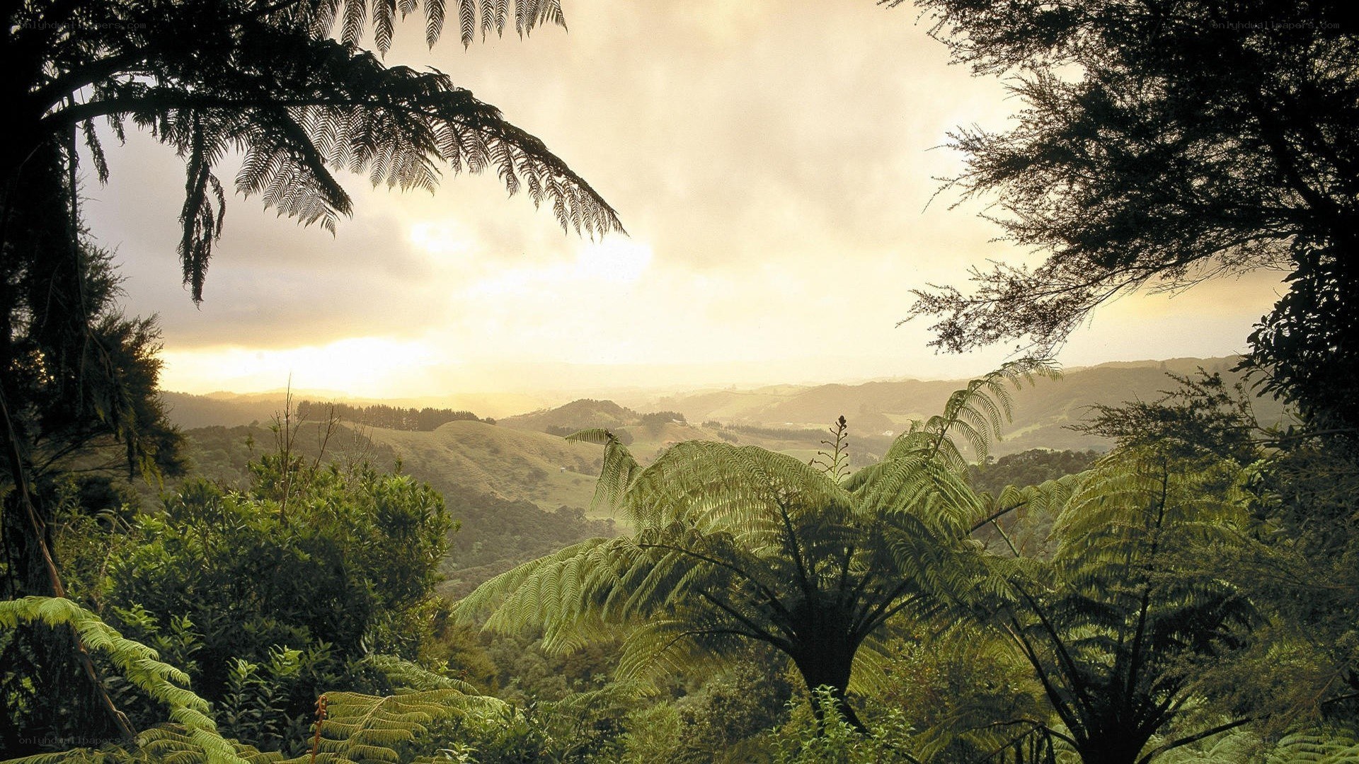 Sunset over green hills