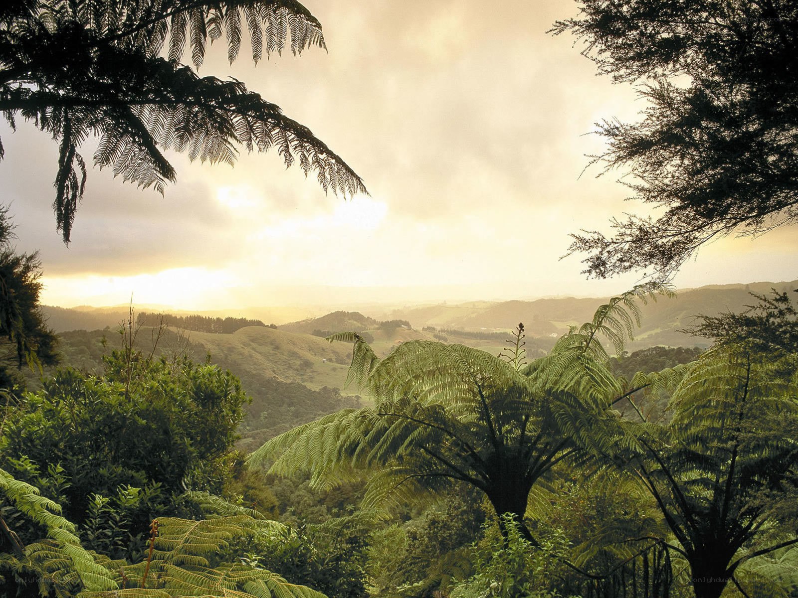Sunset over green hills