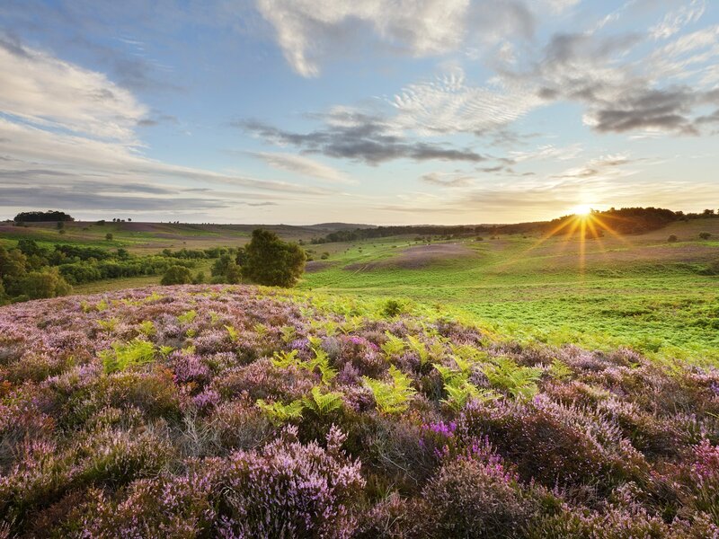 Sunset over heather fields