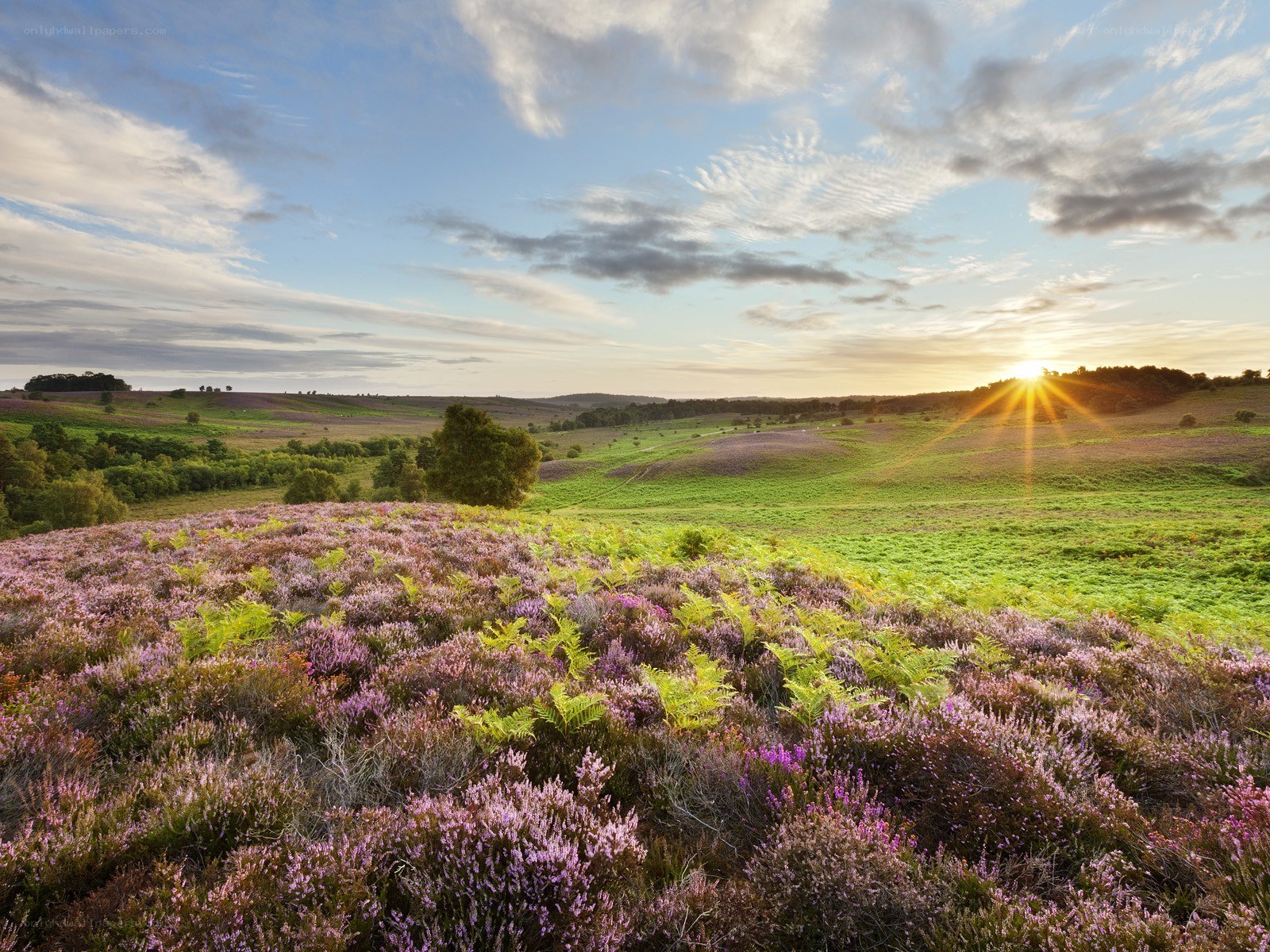 Sunset over heather fields