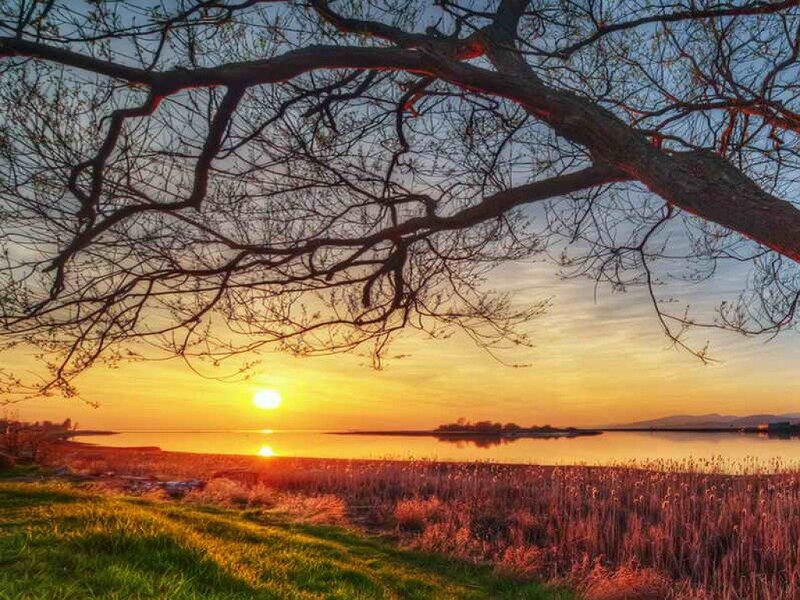 Sunset over Lake — Orange, Serene, Photograph, Tree Branches, Reeds
