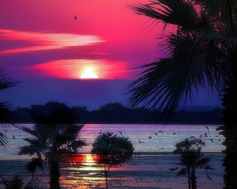 Sunset over Lake — Pink, Serene, Photograph, Palm Trees