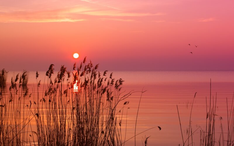 Sunset over Lake — Pink, Serene, Photograph, Reeds, Birds