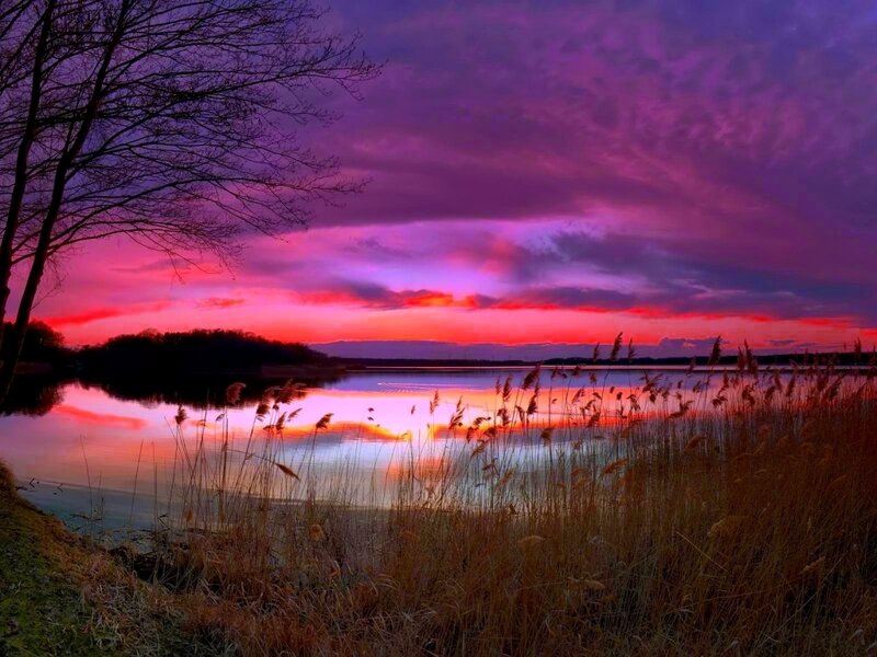 Sunset over Lake — Purple, Dramatic, Photograph, Tree, Reeds