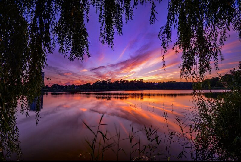 Sunset over Lake — Purple, Serene, Photograph, Willow Branches