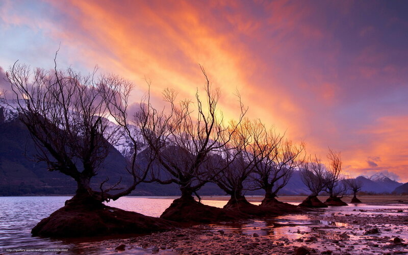 Sunset over lake trees