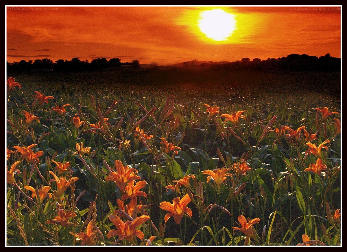 Sunset over lily field