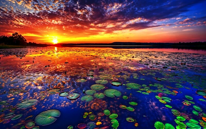Sunset over lily pond
